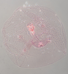 Russellaspis pustulans