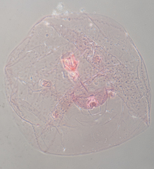 Russellaspis pustulans