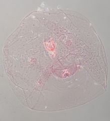 Russellaspis pustulans