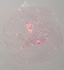 Russellaspis pustulans