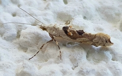 Ypsolopha asperella