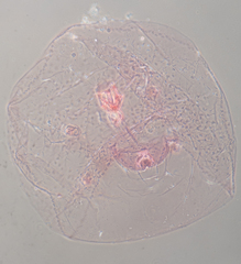 Russellaspis pustulans