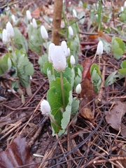 Sanguinaria canadensis
