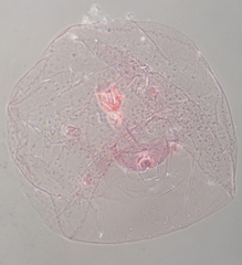 Russellaspis pustulans