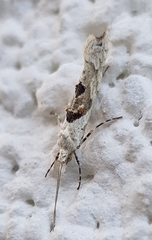 Ypsolopha asperella
