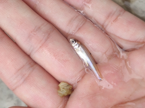 Gerlach's scraping carp (Onychostoma gerlachi) — Cyprinidae — 3