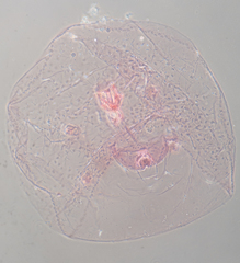 Russellaspis pustulans