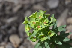 Euphorbia condylocarpa