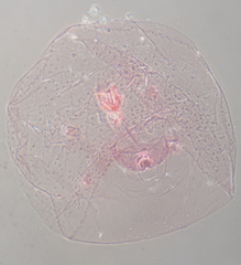 Russellaspis pustulans