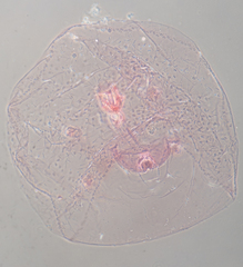 Russellaspis pustulans