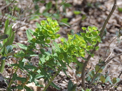 Euphorbia condylocarpa