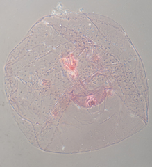 Russellaspis pustulans