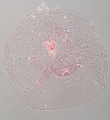 Russellaspis pustulans