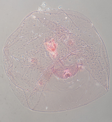 Russellaspis pustulans