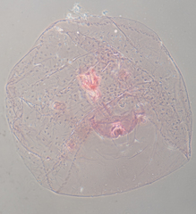 Russellaspis pustulans