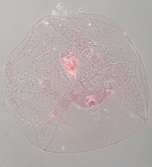 Russellaspis pustulans