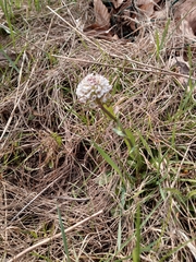 Noccaea caerulescens