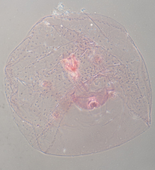 Russellaspis pustulans