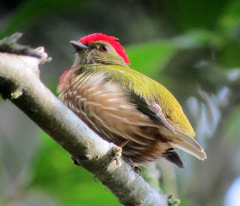 Striolated Manakin photo 3