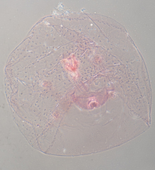 Russellaspis pustulans