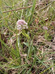 Noccaea caerulescens