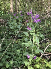 Lunaria annua