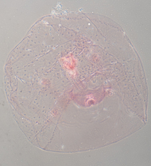 Russellaspis pustulans