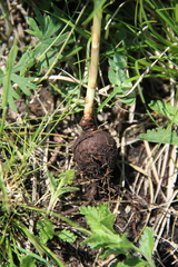 Euphorbia condylocarpa