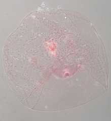 Russellaspis pustulans