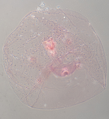 Russellaspis pustulans