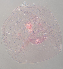 Russellaspis pustulans