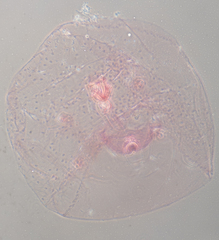 Russellaspis pustulans