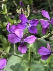 Lunaria annua