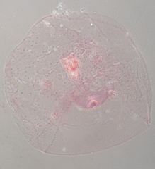 Russellaspis pustulans