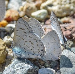 Uranobothria tsukadai