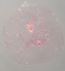 Russellaspis pustulans