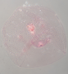 Russellaspis pustulans