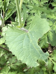 Lunaria annua