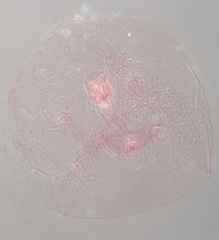 Russellaspis pustulans