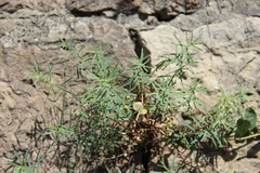 Euphorbia daghestanica