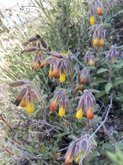 Onosma frutescens