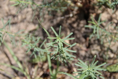 Euphorbia daghestanica