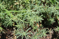 Euphorbia daghestanica