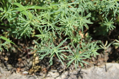 Euphorbia daghestanica