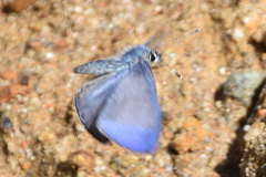 Uranobothria tsukadai