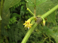 Witheringia solanacea