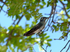 Colibri serrirostris