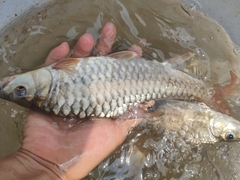 Red Mahseer photo 3