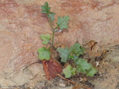 Wimmerella pygmaea