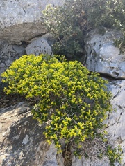Euphorbia acanthothamnos